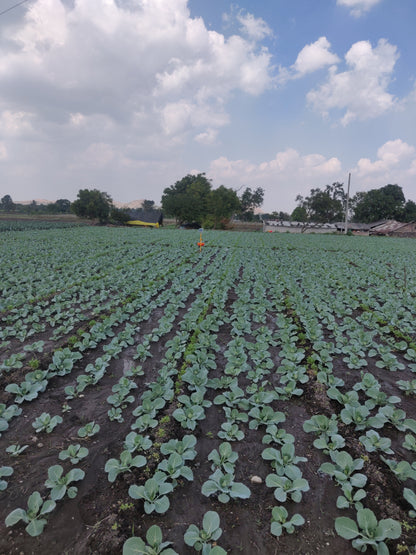 Automatic solar UV insect trap for farmers